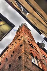 La Torre Guinigi, a historic tower in Lucca, Italy