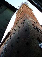 Lucca Torre Guinigi from below