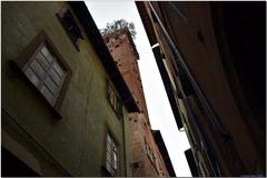 Torre Guinigi in Lucca