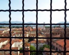 Lucca Torre Guinigi internal view