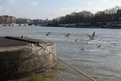 Seine River with gulls in Paris