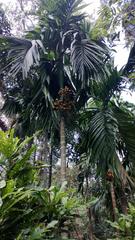 Betel nut palms at Tropical Spice Plantation in Curti, Goa