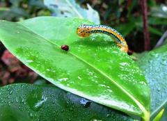 Dysphania percota caterpillar at the Butterfly Conservatory of Goa