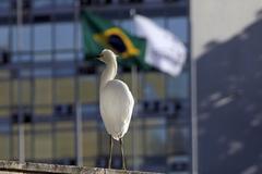 Ave na Esplanada dos Ministérios, Brasília