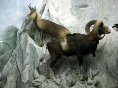 Natural History Museum of Perpignan, Sagarriga Palace, Pyrenean chamois and mouflon