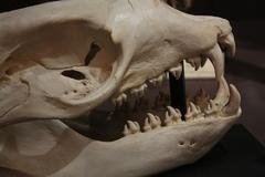 Detailed view of a leopard seal skull jaw