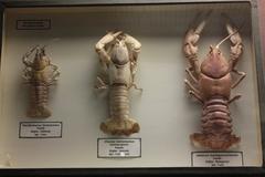 Three species of crayfish displayed: Pacifastacus leniusculus (California), Cherax tenuimanus (Australia), and Astacus madagascariensis (Madagascar)