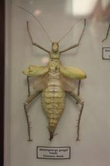 Heteropteryx dilatata female from Borneo at the Natural History Museum of Perpignan