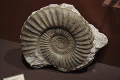 Ammonite Uptonia jamesoni fossil