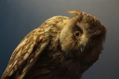 stuffed long-eared owl in a museum