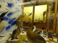 interior view of a display case at the Museum of Natural History in Perpignan