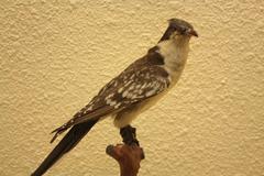 stuffed Great Spotted Cuckoo at Perpignan Natural History Museum