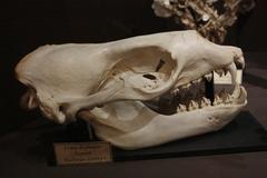 leopard seal skull