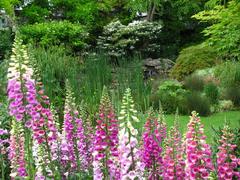 Thorpe Park garden in summer