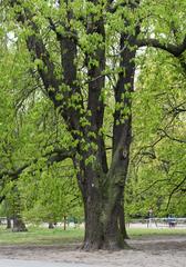 monumental horse chestnut tree in Saxon Garden Warsaw 2020