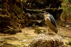 Black-crowned night heron in Manila Zoo