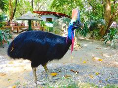 Cassowary at Manila Zoo