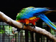 Catalina Macaw at Manila Zoo