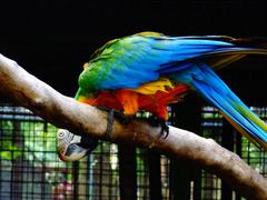 Catalina Macaw at Manila Zoo