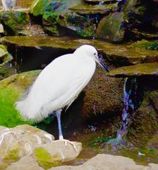 Egret at Manila Zoo