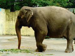 Elephant at Manila Zoo