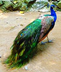 Indian Blue Peafowl at Manila Zoo