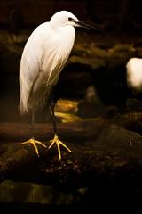 Little Egret at Manila Zoo's New Aviary