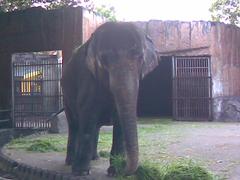 Mali the Asian Elephant at Manila Zoological and Botanical Garden