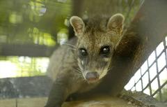 Civet in a cage