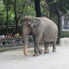 Elephant Mali at Manila Zoo