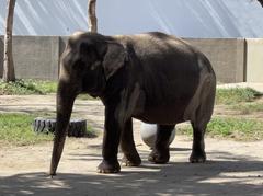 Mali the elephant at Manila Zoo