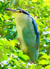 Black-crowned Night Heron at Manila Zoo