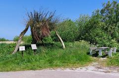 Sculpture Beammereus at the edge of Doktersheide near De Leien in De Tike