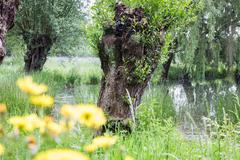 Auenlandschaft auf der Insel Hombroich