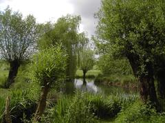 Floodplain landscape with pollarded willows on Museumsinsel Hombroich in Neuss