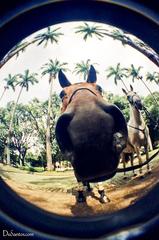 fisheye view of a horse