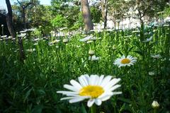 A field of blooming white daisies under a clear blue sky