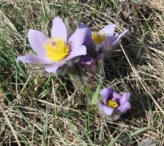 Pasque flower on Stránská skála, Brno