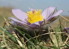 Stránská skála with large-flowered pasque flower