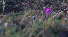 Centaurea jacea at Stránská skála at dawn with tilt lens effect