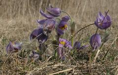 Pulsatilla grandis flowers on Stránská skála in Brno