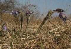 Pulsatilla grandis on Stránská rock in Brno