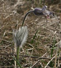 Pulsatilla grandis on Stránská rock in Brno