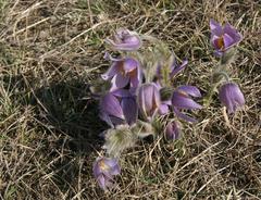 Pulsatilla grandis flowers on Stránská rock