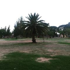 Palm tree in lush green surroundings