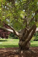 big tree in park with people in background