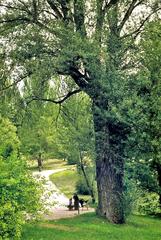 Couple sitting under a black poplar tree at Parque del Oeste