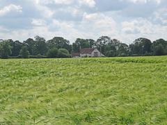 A barley field by The Genome Path