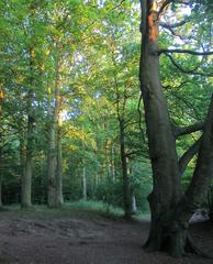 A July evening in The Beechwoods