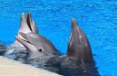 Bottlenose Dolphins singing for their trainer at Mirage hotel in Las Vegas